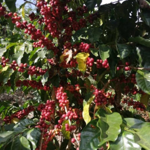 coffeeexporter