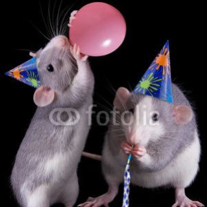 rat